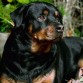 Rottweiler version pensativo